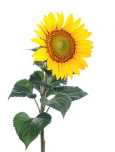 Sunflower. Close-up. Isolated. Studio
