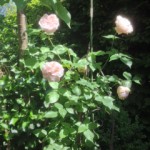 rose_foto